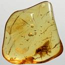 Fossil Amber